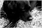 just an other doggy ... just an other doggy ...
