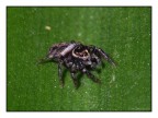 Spider Spider