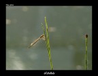 libellula libellula