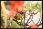 COLIBRI COLIBRI