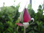 bocciolo di rosa... bocciolo di rosa...