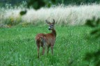 capriolo senza torcicollo capriolo senza torcicollo