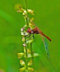 libellula rossa