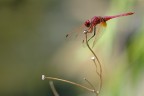 Libellula Libellula