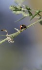 Coccibella Coccibella