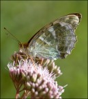 Madreperla Madreperla