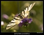 Iphiclides Podalirius Iphiclides Podalirius