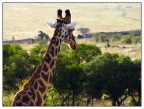 Giraffa Giraffa