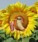 Coca Cola Coca Cola