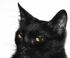 occhi di gatto occhi di gatto