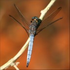 Libellula #2