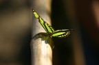 Farfalla verde Farfalla verde