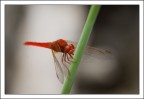 Natura 3