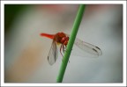 Natura 5 Natura 5