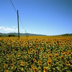 girasoli girasoli