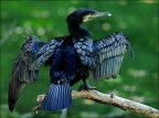 il cormorano il cormorano