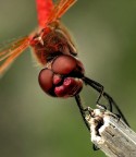 portrait of dragonfly portrait of dragonfly