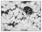 ::: COCCINELLA ::: ::: COCCINELLA :::