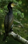 cormorano2 cormorano2