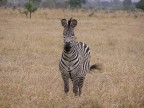 Tanzania Tanzania