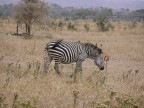 Tanzania Tanzania