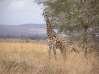 Tanzania Tanzania
