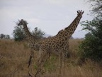 Tanzania Tanzania