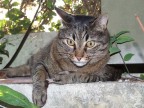 micio micio