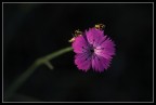 Fiorellino Fiorellino