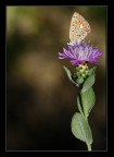 Il licenide solitario. Il licenide solitario.