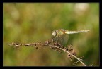 Libellula su ramoscello Libellula su ramoscello