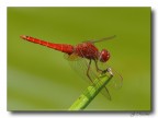 red dragon red dragon