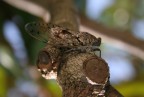 cicala