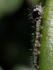 L'anima macro di una compattona L'anima macro di una compattona