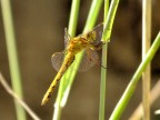libellula