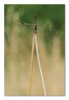 Porcellula Porcellula