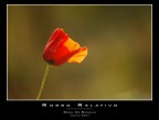 Rosso relativo Rosso relativo