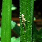 Corsia preferenziale