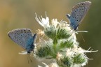 Un Fiore per Due Un Fiore per Due