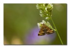 Pyrausta despicata Pyrausta despicata