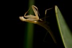 mantis religiosa!