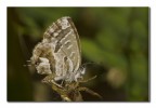 Cacyreus marshalli Cacyreus marshalli