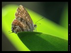 Farfallina Farfallina