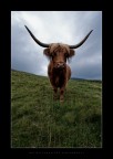 Cow Pride Cow Pride