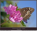 Hipparchia fagi Hipparchia fagi