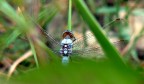 Libellula02 Libellula02
