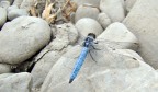 Libellula01 Libellula01
