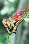 La grande abbuffata La grande abbuffata