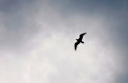 Jonathan Livingston Jonathan Livingston