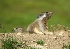 Marmotte Marmotte